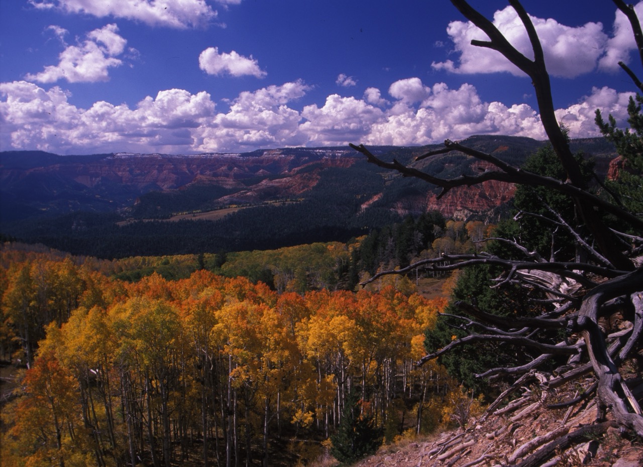 Featured image for “Your Guide to Leaf Peeping in the Zion Area”